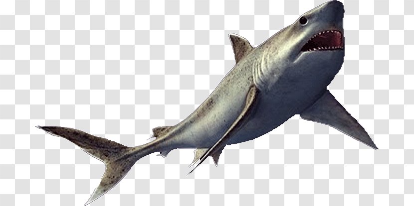 Reptile Squalicorax Vertebrate Enchodus Mackerel Sharks - Dinosaur - Shark Teeth Transparent PNG