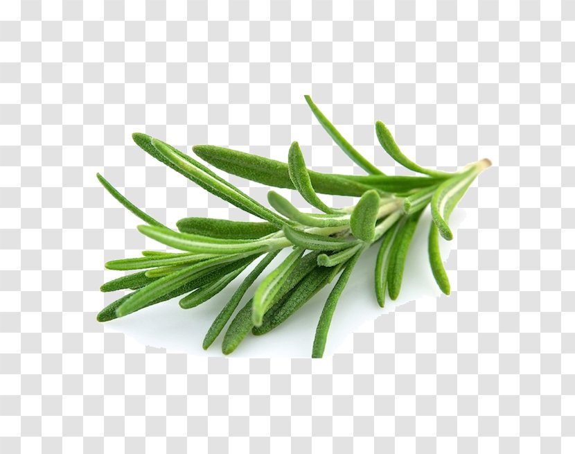 Rosemary Herb Mediterranean Cuisine Cooking Vegetable - Grass Transparent PNG