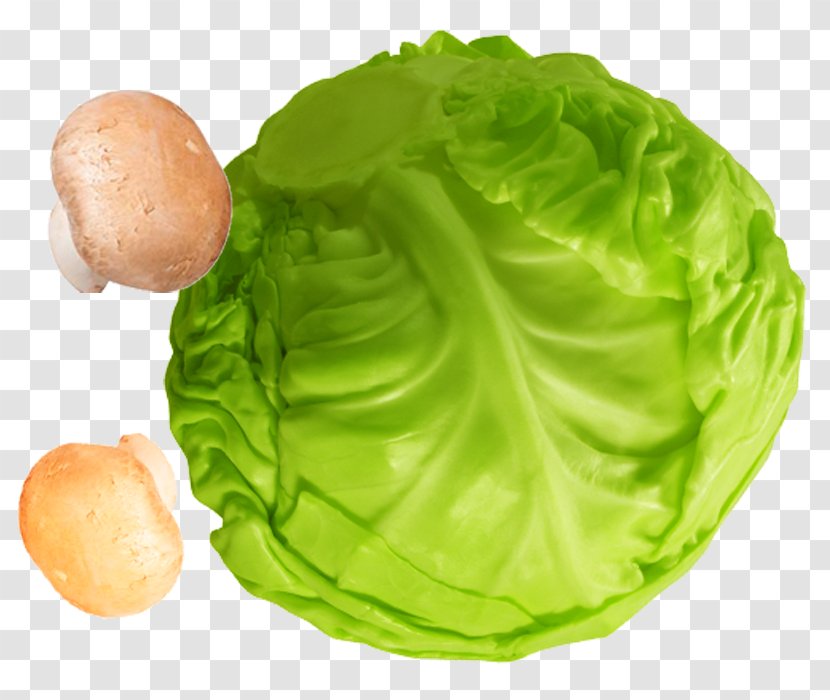 Lettuce - Vegetarian Food - Creative Crisp Cabbage Transparent PNG