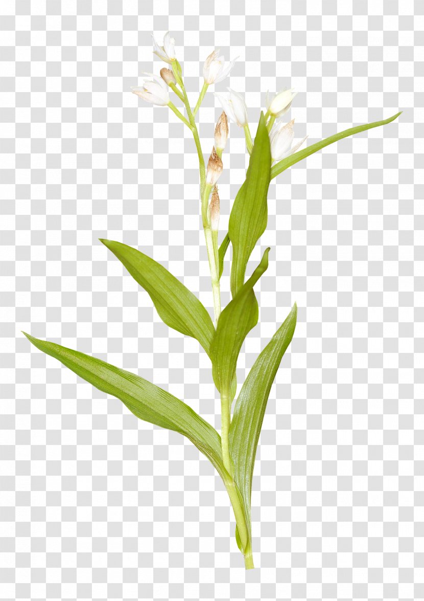 Cut Flowers Grasses Plant Stem - Commodity - Country Transparent PNG