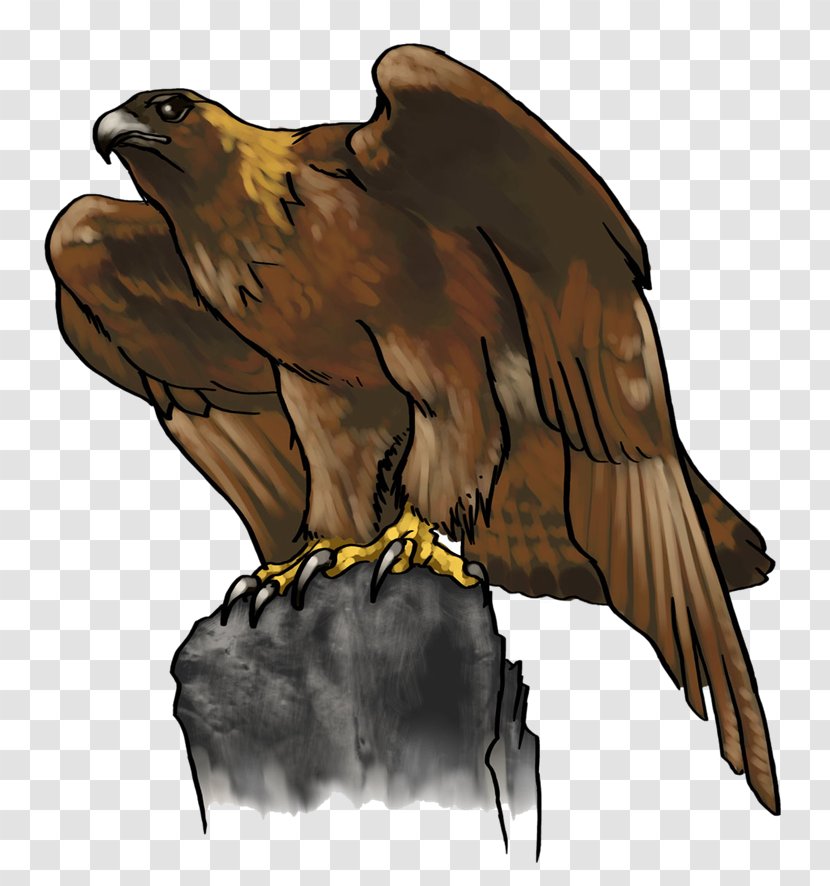 Bald Eagle Golden Clip Art - Owl - Cartoon Transparent PNG