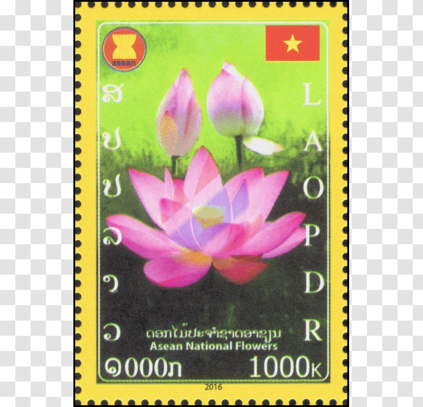 Flowering Plant - Flower - Sampaguita Transparent PNG