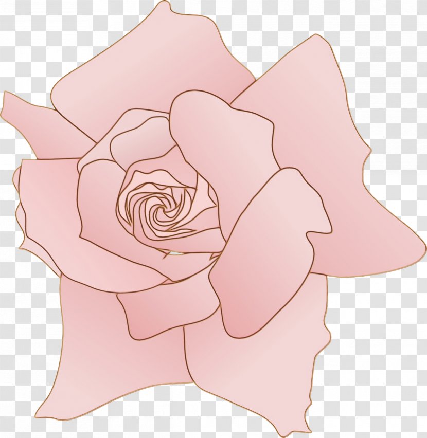 Garden Roses - Petal - Rose Order Plant Transparent PNG