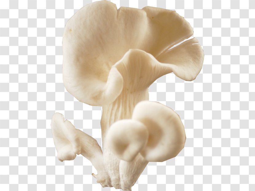 Oyster Mushroom Fungus Boiling Pot - Ingredient Transparent PNG