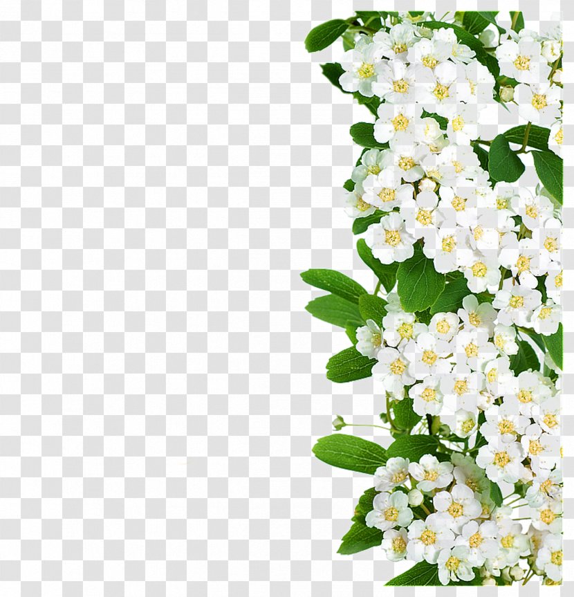 Flower White - Rose - Flowers Green Leaves Transparent PNG