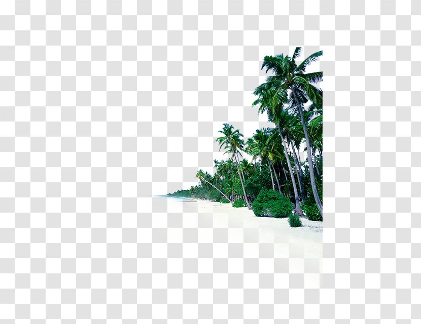 Sea Shore Beach Sky Fototapet - Flowerpot - Coconut Tree Transparent PNG
