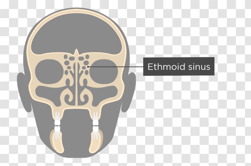 Perpendicular Plate Of Ethmoid Bone Sinus Anatomy - Paranasal Sinuses - Skull Transparent PNG