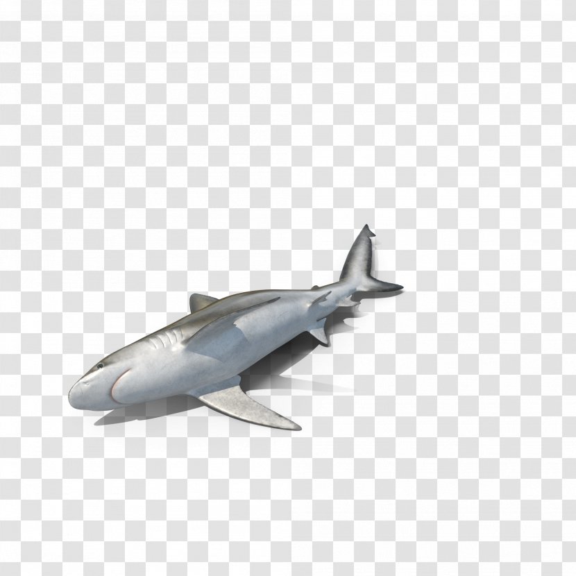 Bignose Shark Blacktip Dusky Predator - Aircraft - Marine Life Sharks Lying Transparent PNG