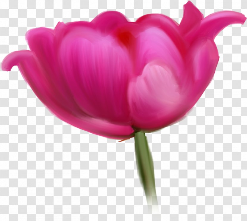 Tulip Cut Flowers Raster Graphics Clip Art - Plant - Mother's Day Element Transparent PNG