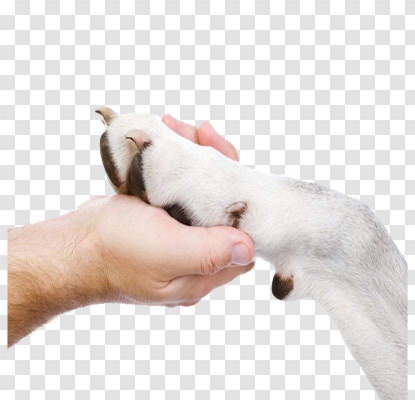Puppy Dog Breed Cat Small Animal Medicine - Personal Grooming - Holding Paw Transparent PNG