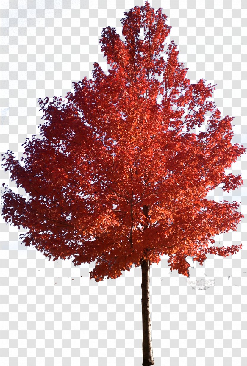Red Maple Japanese Sugar Tree Clip Art - Trees Transparent PNG