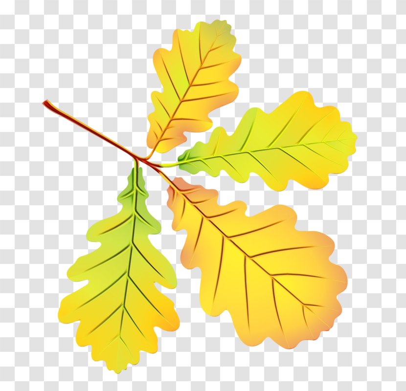 Oak Tree Drawing - Autumn - Vascular Plant Plane Transparent PNG