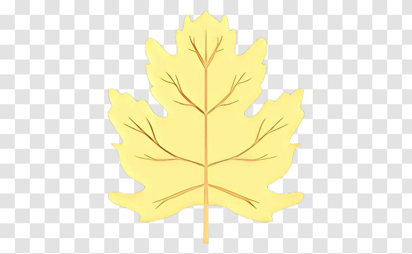 Maple Leaf - Flowering Plant Transparent PNG