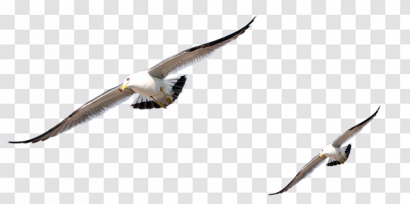 Bird Animation Clip Art - Charadriiformes Transparent PNG