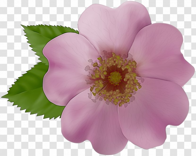 Flower Petal Rosa Rubiginosa Pink Plant - Prickly Rose - Family California Wild Transparent PNG