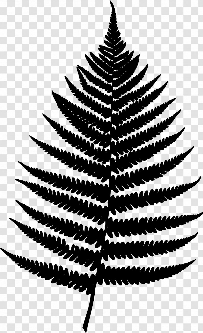 Fern Poster Vascular Plant Fir Design - Tree - Evergreen Transparent PNG