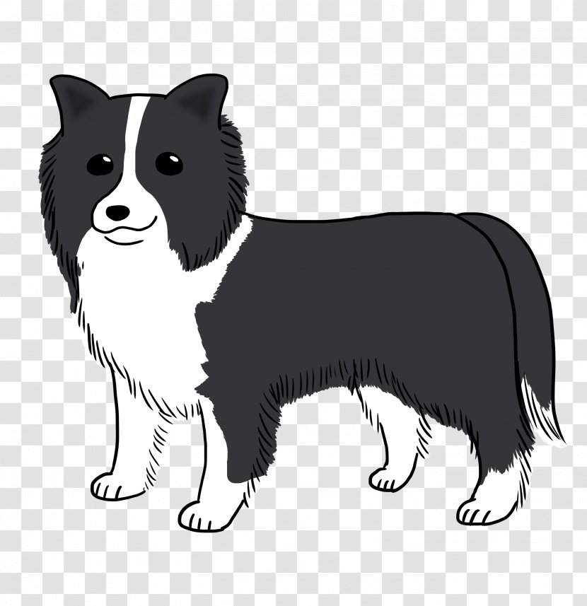 Dog Breed Border Collie Puppy Rough Whiskers - Mammal Transparent PNG