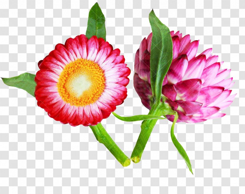 Flower Stock Photography Petal - Everlasting Flowers - Two Beaded Chrysanthemum Picture Material Transparent PNG