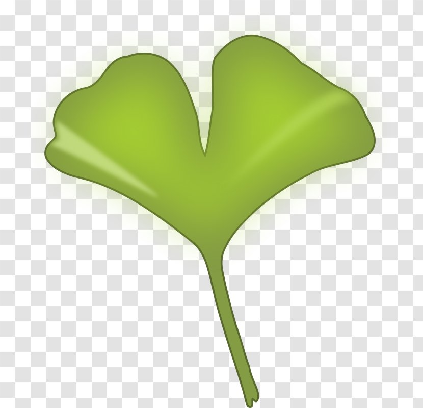 Ginkgo Biloba Ginkgoaceae Leaf Clip Art Transparent PNG