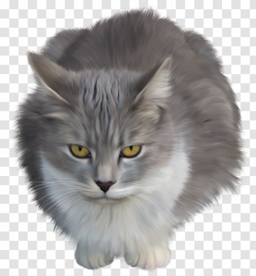 Maine Coon Kitten Horse - Felinae Transparent PNG