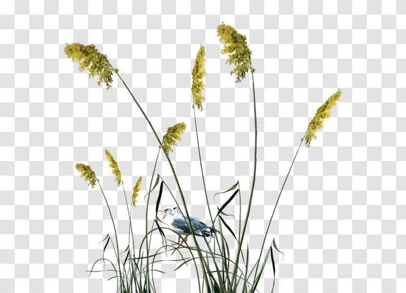 Reed - Grass - Flora Transparent PNG
