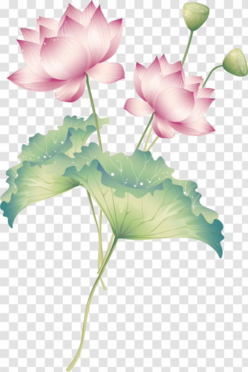 Drawing Nelumbo Nucifera Royalty-free Illustration - Herbaceous Plant - Vector Exquisite Lotus Transparent PNG