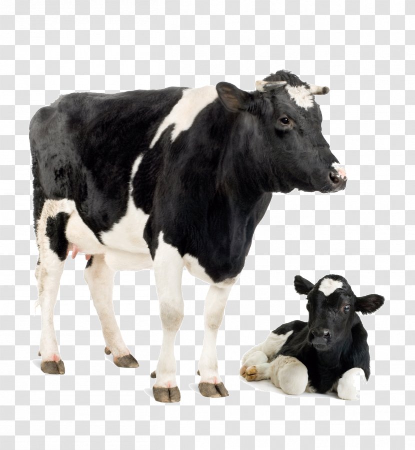 Holstein Friesian Cattle Jersey White Park Calf Dairy - Stock Photography - Cow Image Transparent PNG