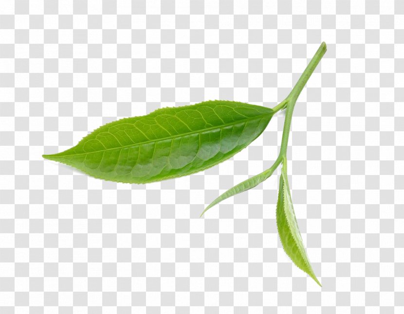 Tea Leaf Download - Plant - Fresh Leaves Transparent PNG