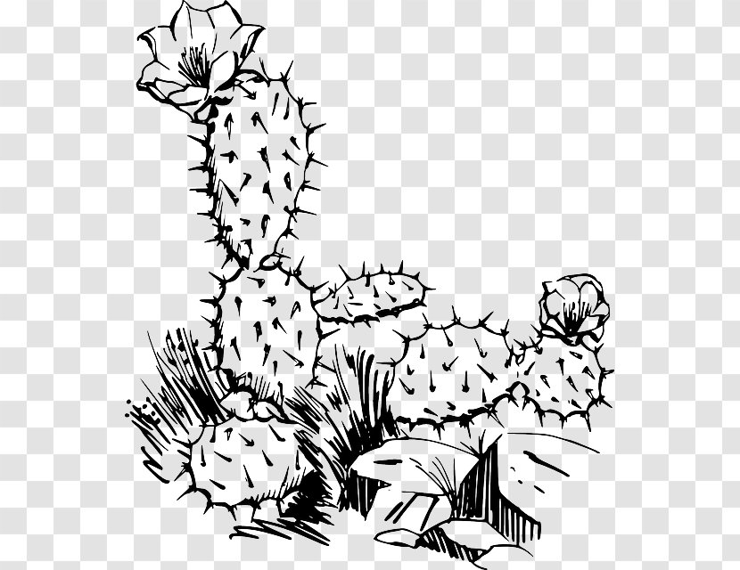 Barbary Fig Cactaceae Saguaro Clip Art - Cactus Illustration Transparent PNG