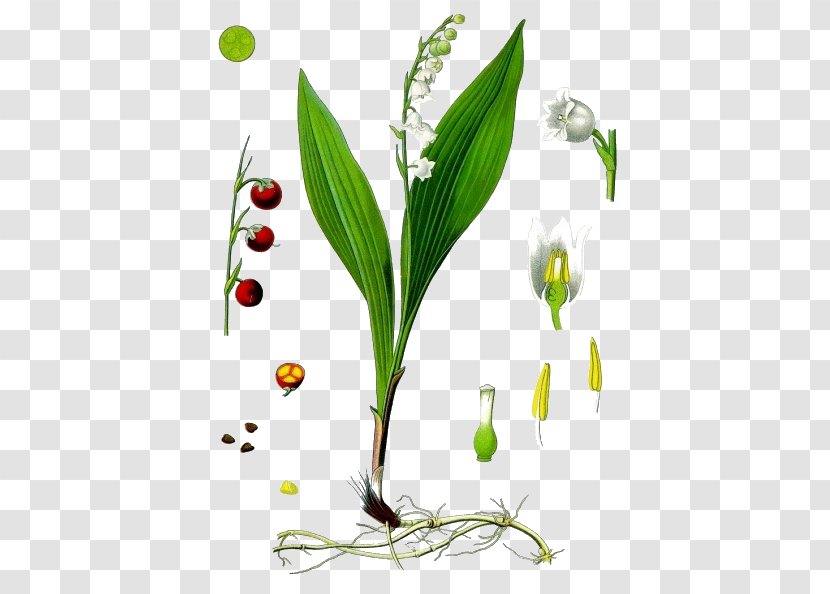 Kxf6hlers Medicinal Plants Lily Of The Valley Lilium Flower - Perennial Plant - Transparent Image Transparent PNG