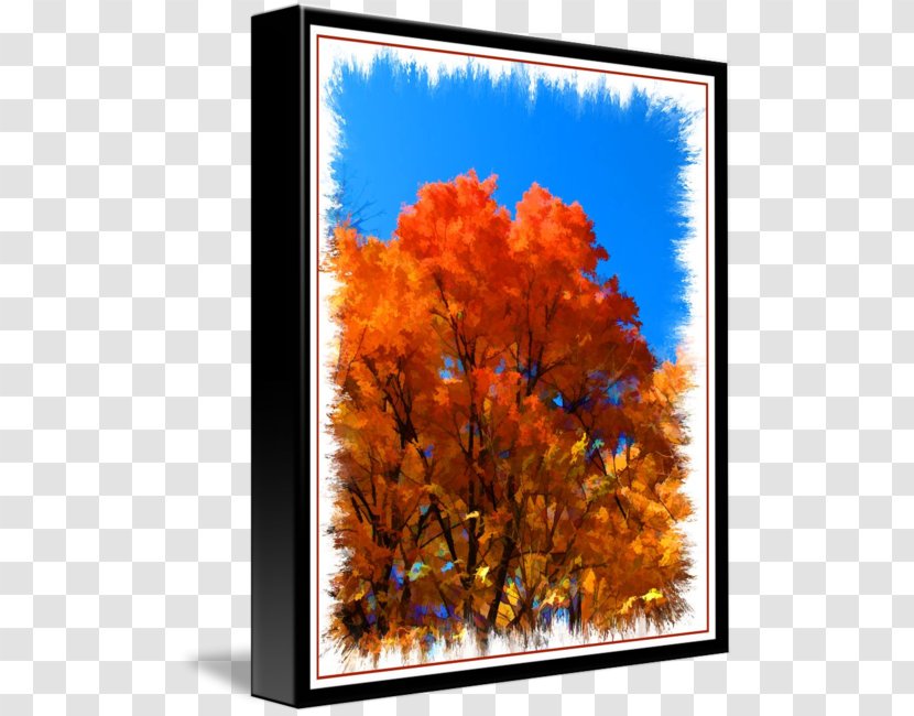 Tree Woody Plant Maple DaWanda - Sky - Autumn Colours Transparent PNG