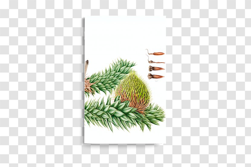 Chile Luzuriaga Radicans Plant Notebook - Monkey Puzzles - Forests Transparent PNG