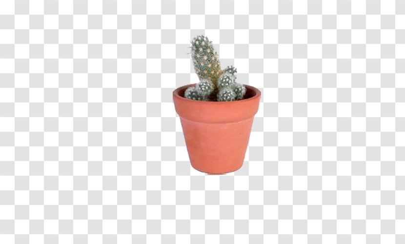 Cactaceae Flowerpot Icon - Clay - Potted Cactus Transparent PNG