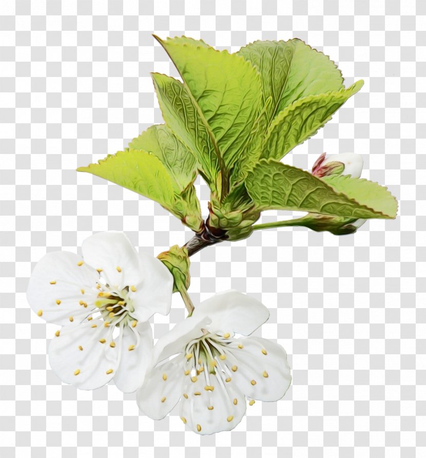 Cherry Blossom - Leaf - Perennial Plant Mock Orange Transparent PNG