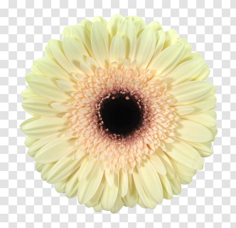 Transvaal Daisy Cut Flowers Chrysanthemum Color - Yellow - Flower Transparent PNG