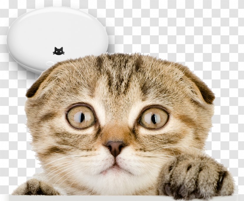 Cat Behavior Kitten Dog Kindle Store - Pet - Hand Transparent PNG