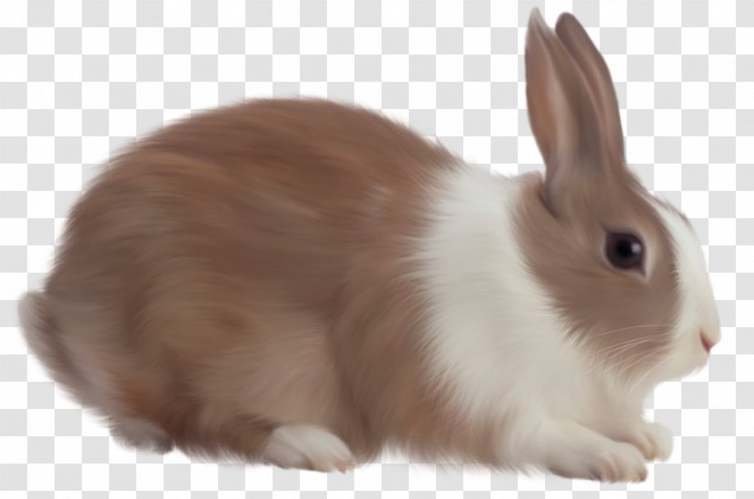Angel Bunny Cottontail Rabbit Easter - Leporids Transparent PNG