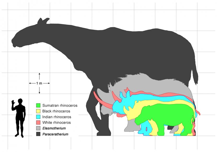 Elasmotherium Pliocene Pleistocene Unicorn Horn - Cattle Like Mammal - Rhino Transparent PNG