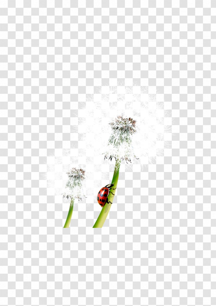 Taraxacum Platycarpum Clip Art - Gratis - Dandelion Transparent PNG