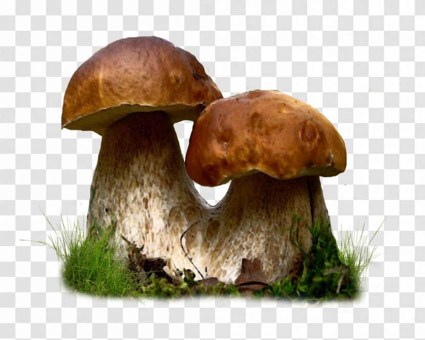Edible Mushroom Clip Art - Common Transparent PNG