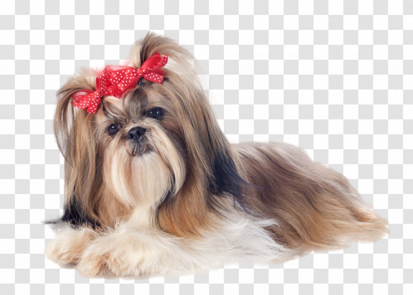 Shih Tzu Yorkshire Terrier Maltese Dog Puppy Standard Schnauzer Transparent PNG