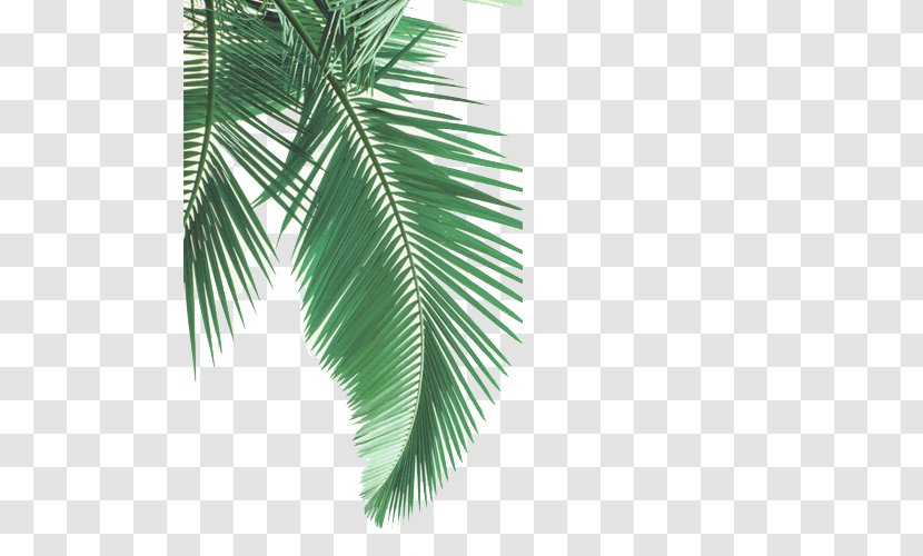 Cartoon Palm Tree - Flower Branch Transparent PNG