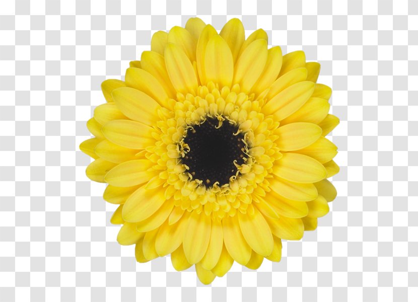 Cut Flowers Custard Cream Transvaal Daisy Common Sunflower - Chrysanths - Flower Transparent PNG