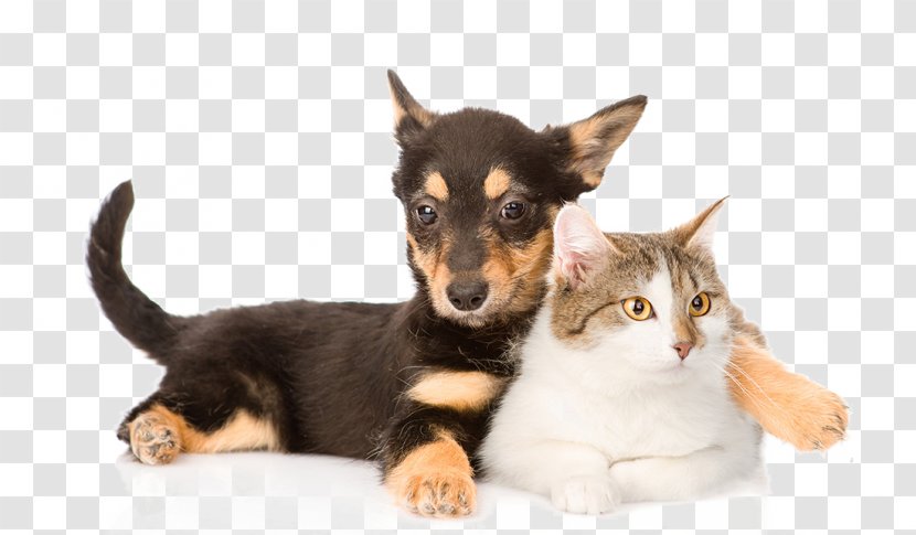 Lancashire Heeler German Shepherd Scottish Straight Chihuahua Beagle - Pet - Cats And Dogs Transparent PNG