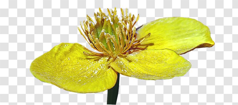 Yellow Plant Stem - Flower - Objets D'hier Et D'aujourd'hui Transparent PNG