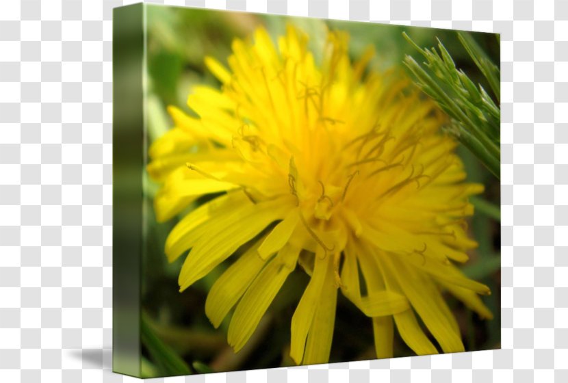 Dandelion Flatweed Sow Thistles Close-up Wildflower - Yellow Transparent PNG