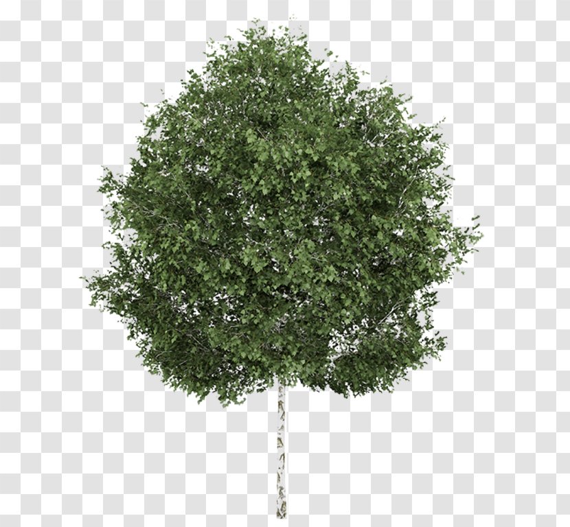 Silver Birch Tree Quaking Aspen Deciduous Transparent PNG