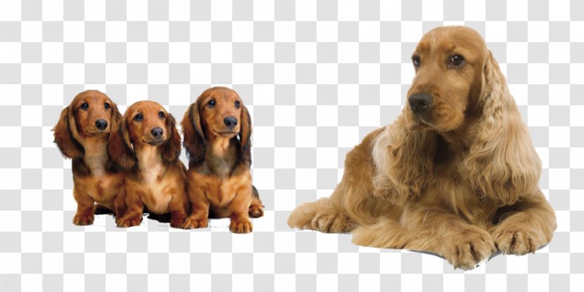 Irish Setter English Cocker Spaniel Field Sussex - MASCOTA Transparent PNG