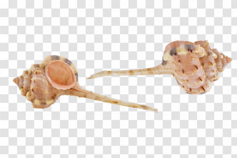 Seashell Murex Operculum Sea Snail Conch Transparent PNG
