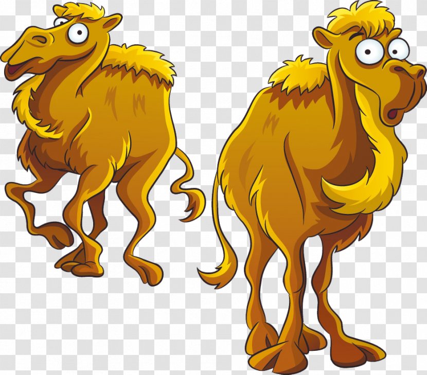 Camel Cartoon Stock Photography Royalty-free - Mammal Transparent PNG